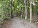 Race course through woods